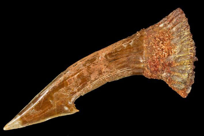Fossil Sawfish (Onchopristis) Rostral Barb- Morocco #106402
